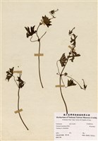 藏品(單花牻牛兒苗)的圖片